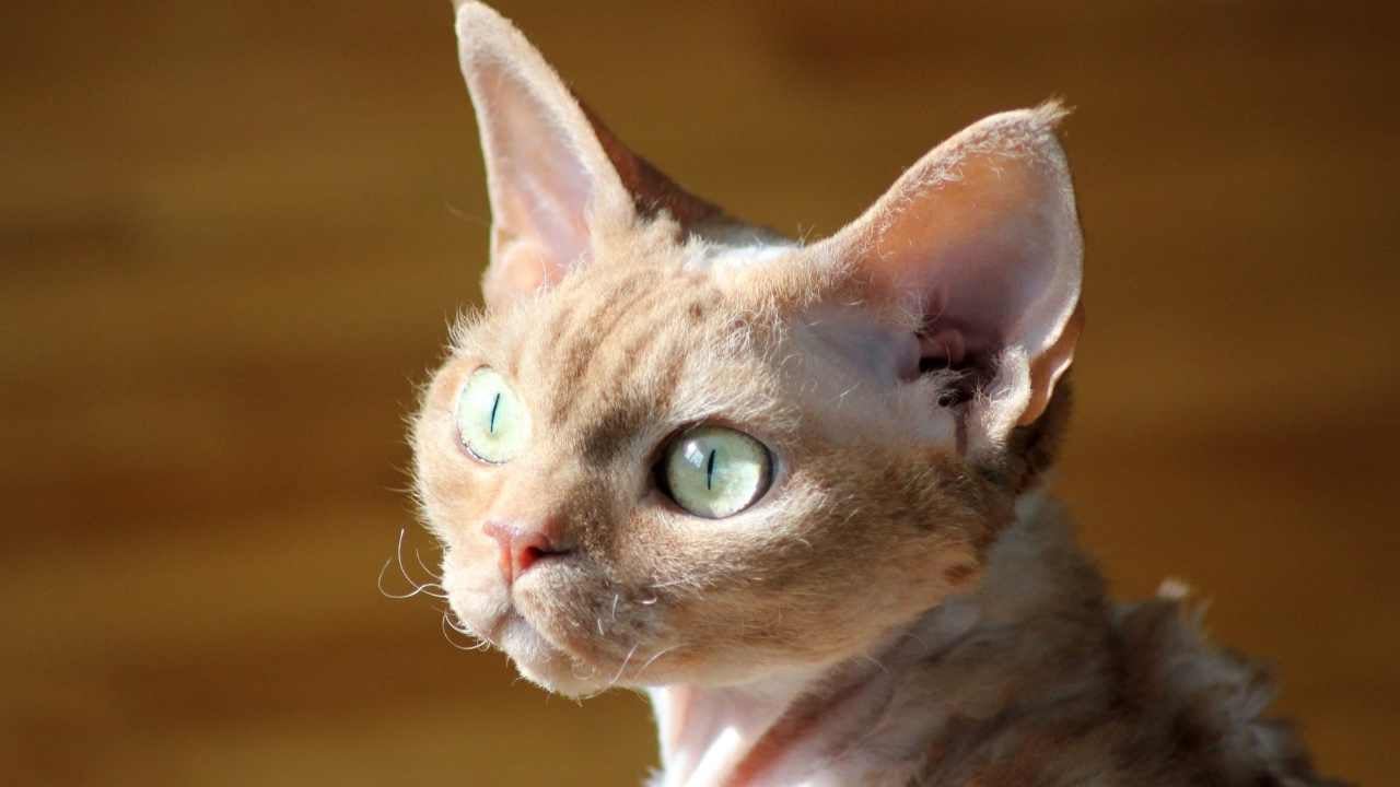 yan profilden Devon Rex Kedisi