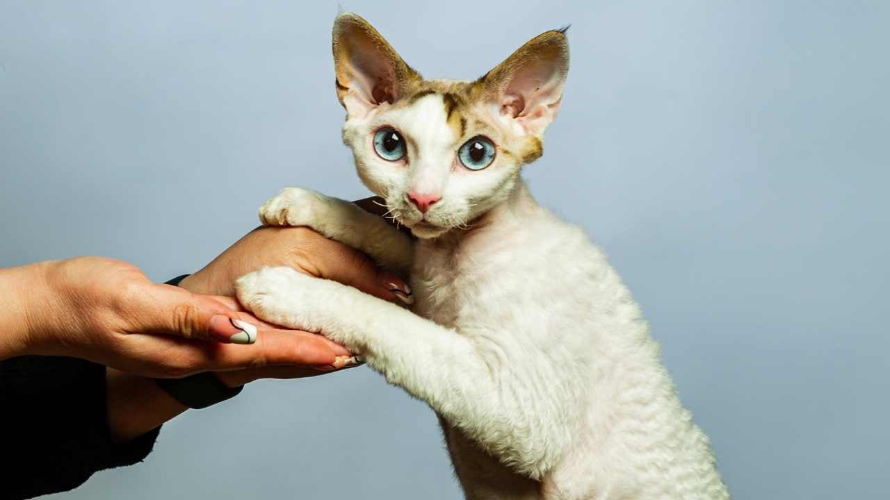 kadın Devon Rex Kedisini tutuyor