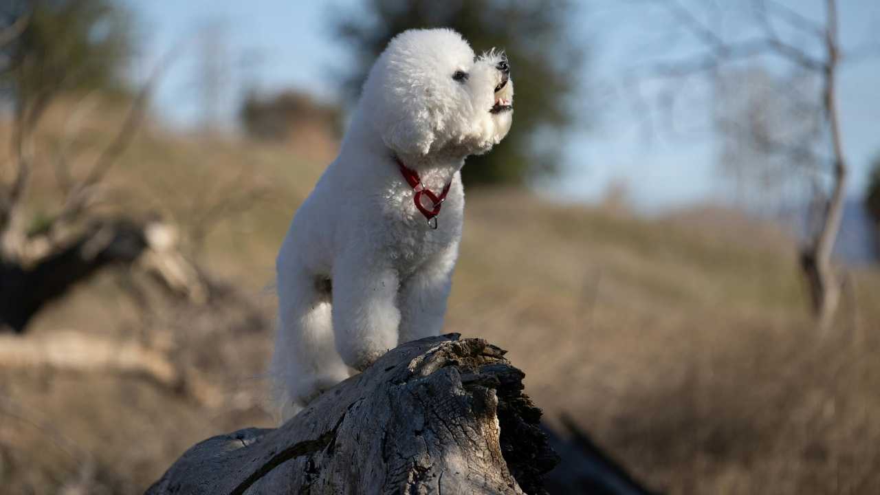Bichon Frise etrafa bakıyor