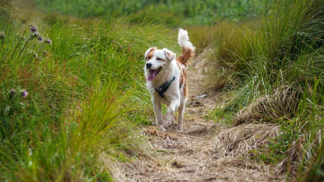 köpek yürüyüş yapıyor