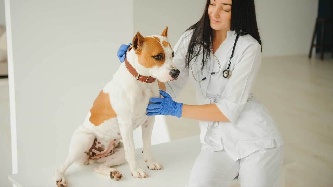 veteriner köpeği muayene ediyor