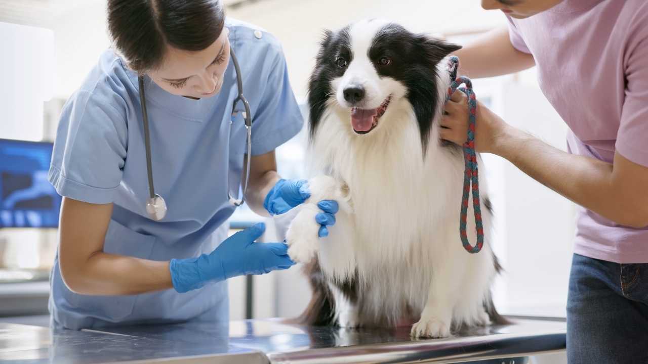 veterinerler köpeği kontrol ediyor