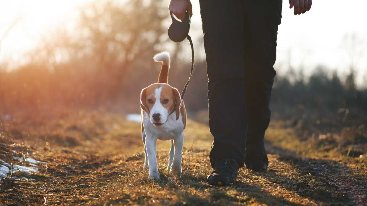 köpek yürüyüşe çıkmış