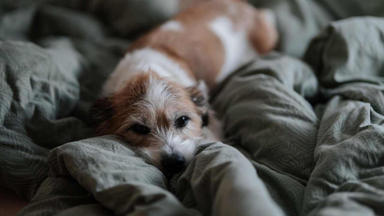 hasta bir köpek yatıyor