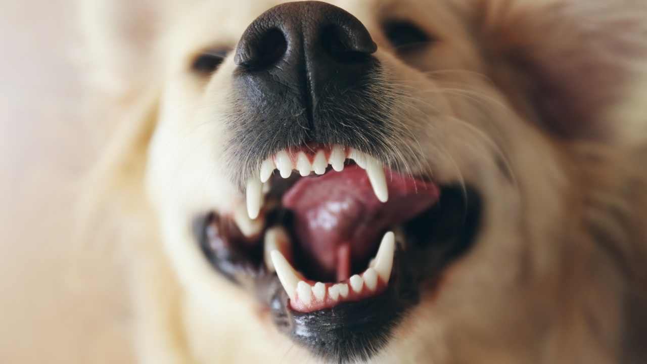 ağzı açık bir köpek