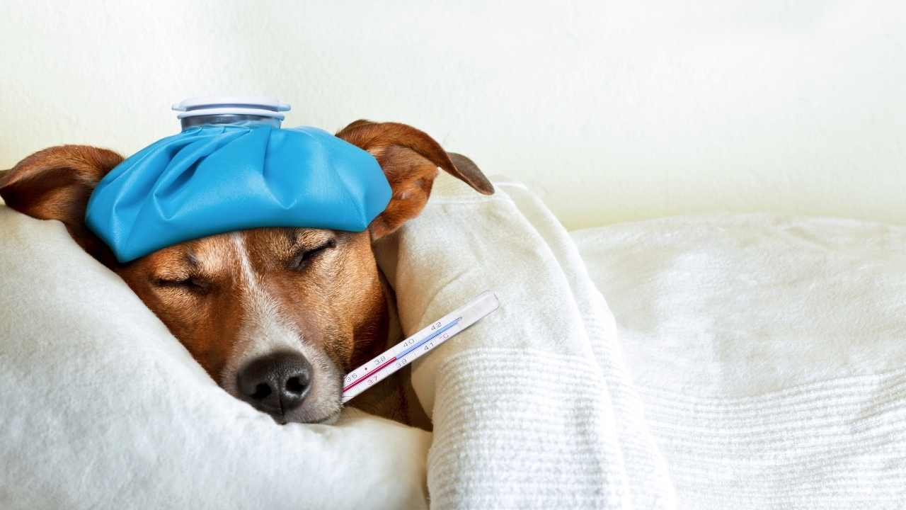 hasta bir köpek yatağında yatıyor