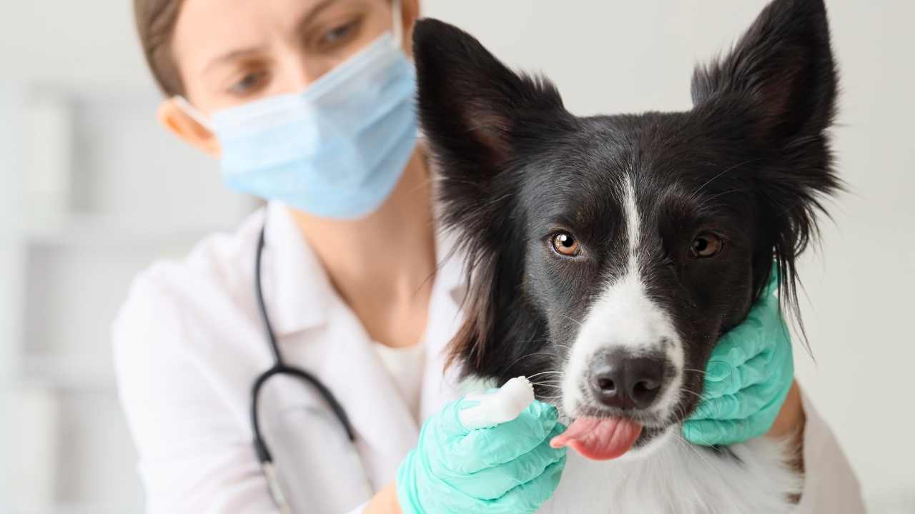hasta bir border collie köpek