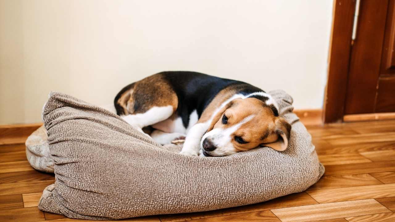 hasta bir beagle köpek
