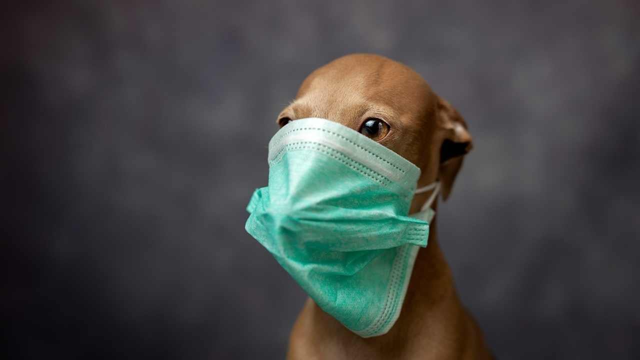 hasta bir maskeli köpek