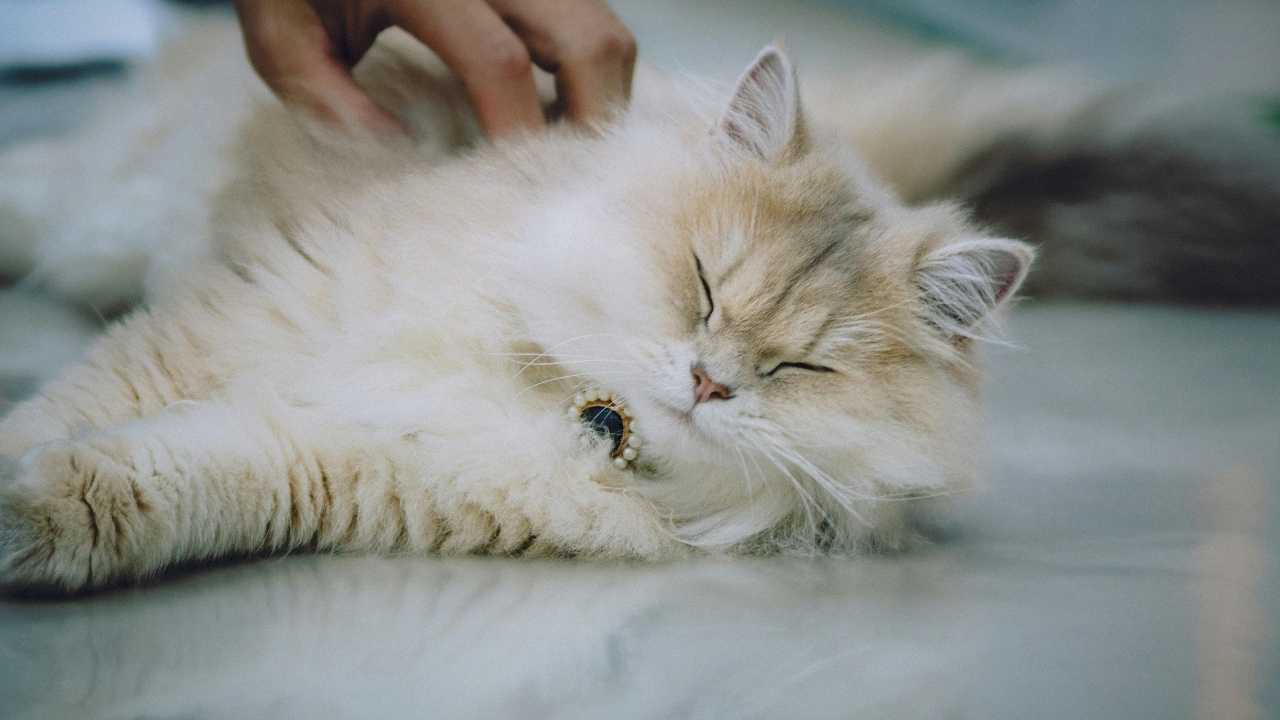kedi hasta ve yatıyor