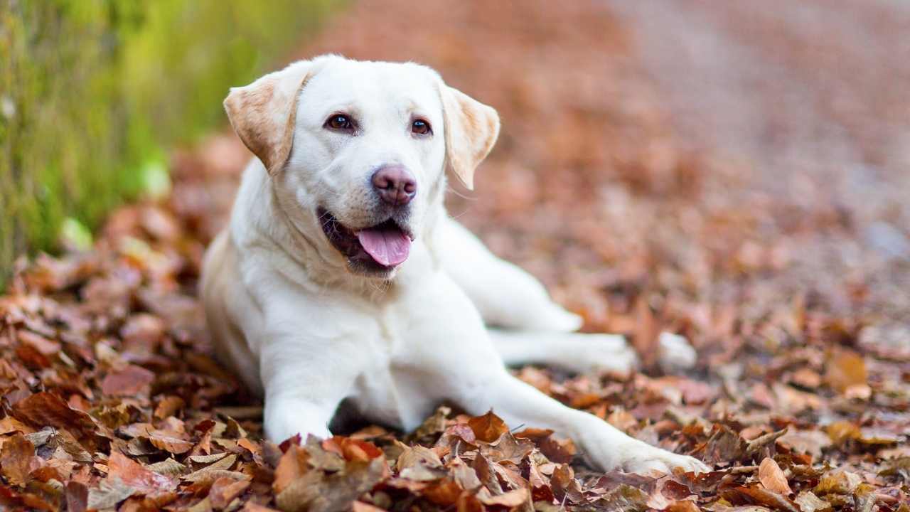 krem rengi Labrador Retriever