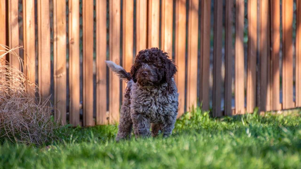 bahçede sevimli bir Lagotto Romagnolo