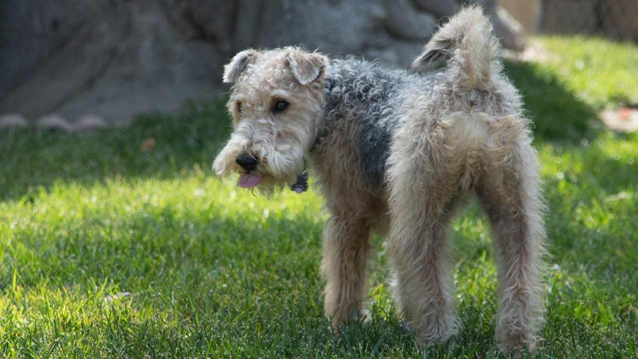 çimenlerde Lakeland Terrier