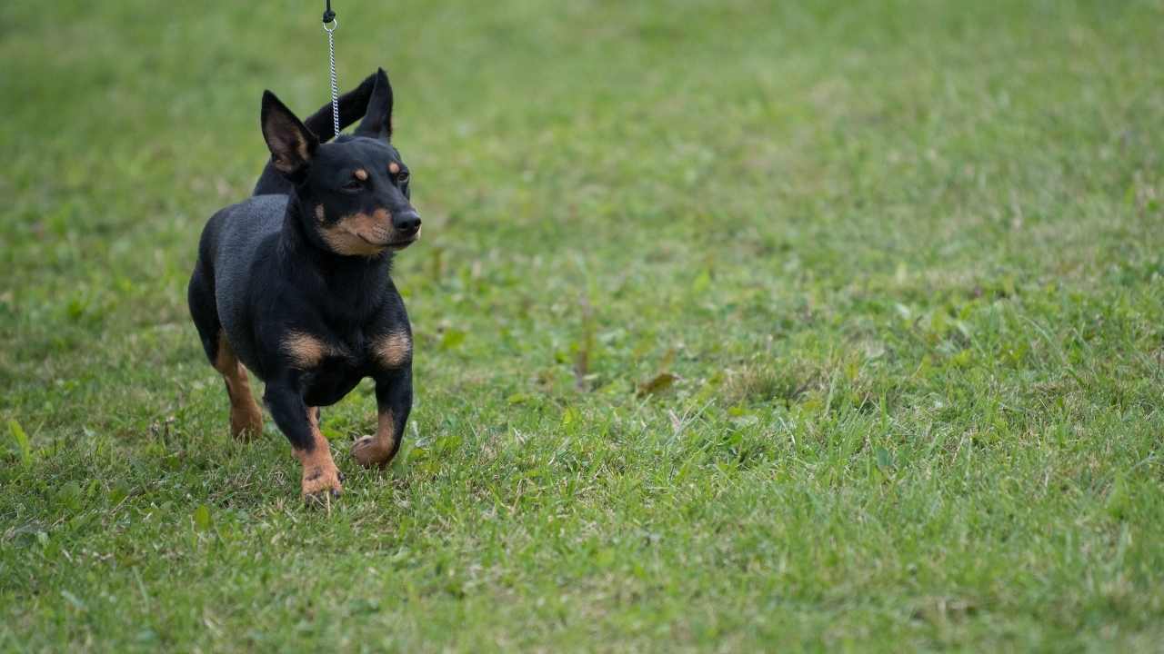 yürüyüş yapan Lancashire Heeler köpek