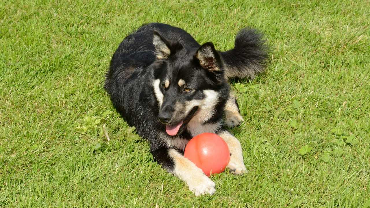 topla oynayan Lapponian Herder köpek