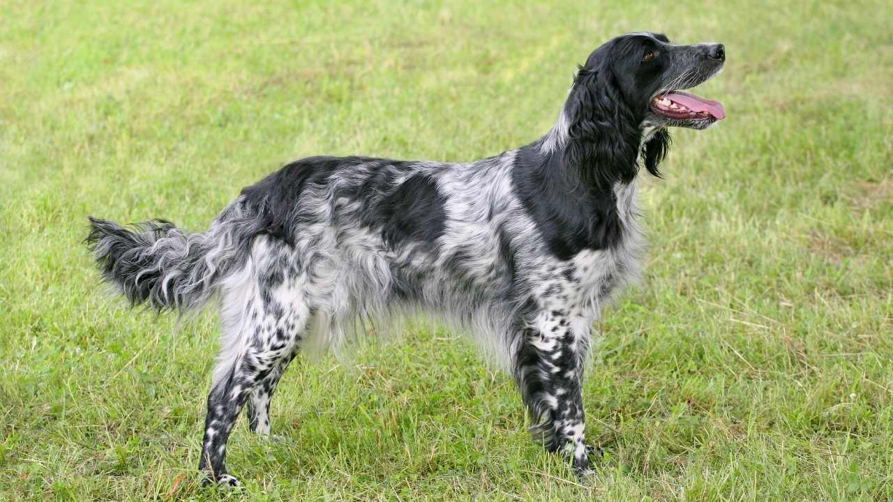 uzun tüylü Large Munsterlander köpek