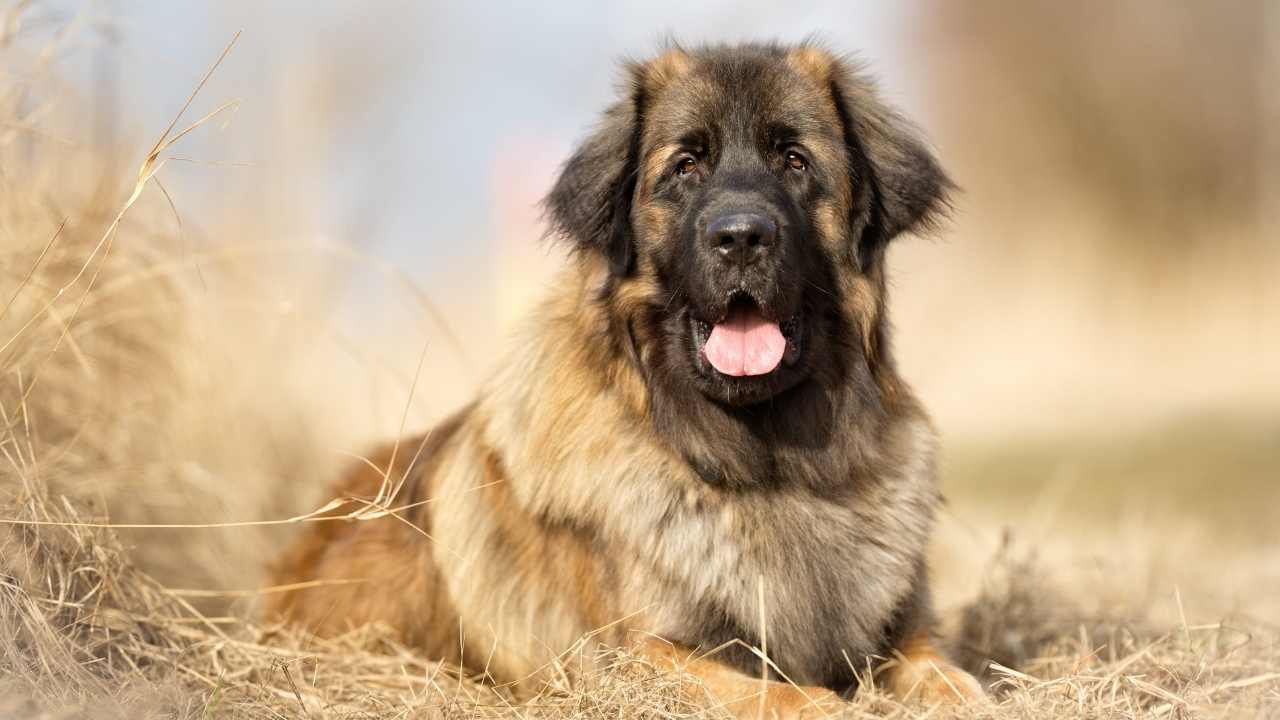 yerde yatan Leonberger