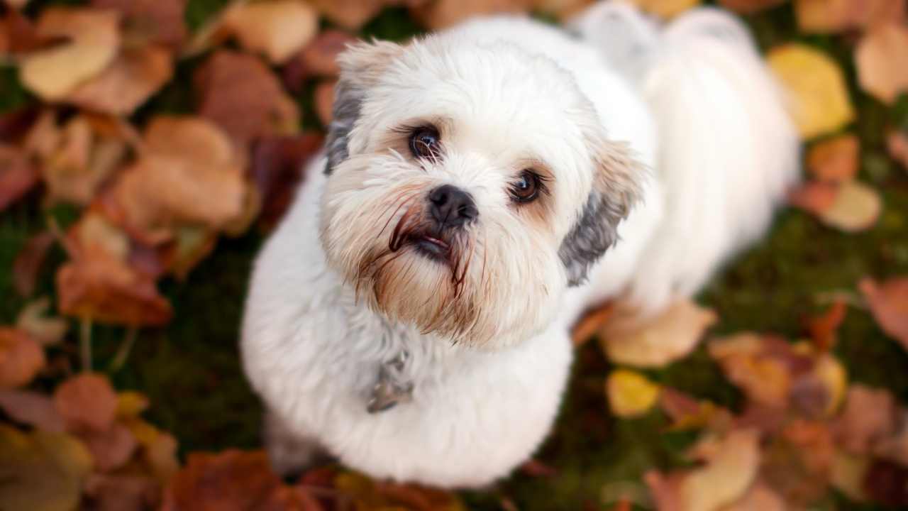 sevimli bir Lhasa Apso