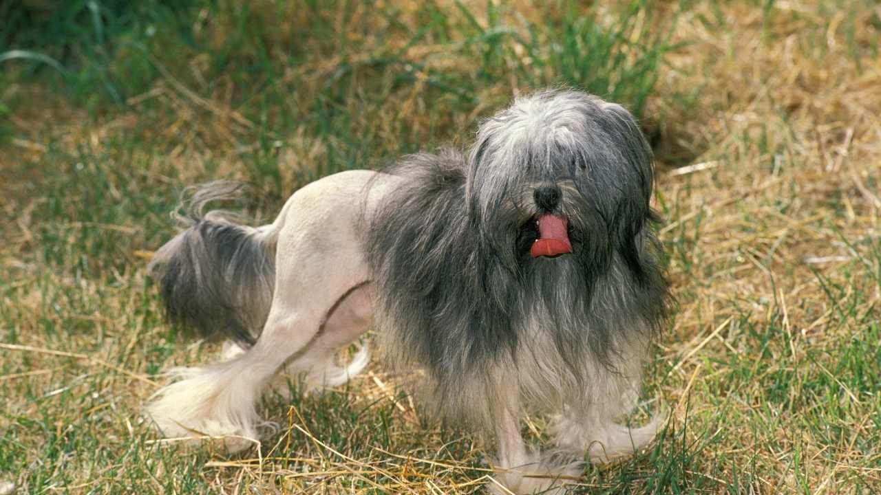 ağzı açık bir Löwchen köpek