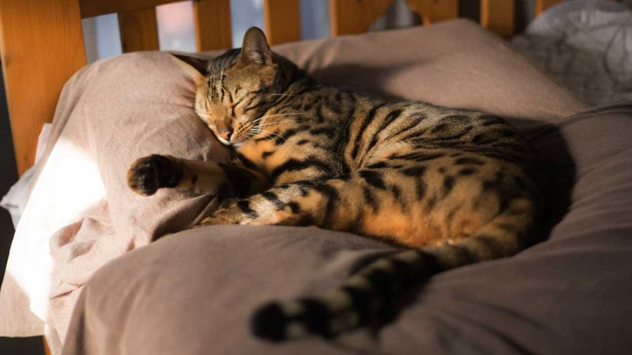 Kedi Yan Yatıyor