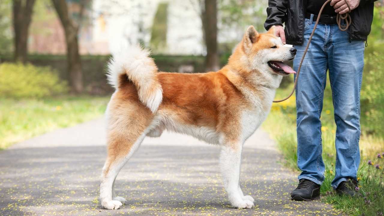 bir spitz köpek cinsi olan akita