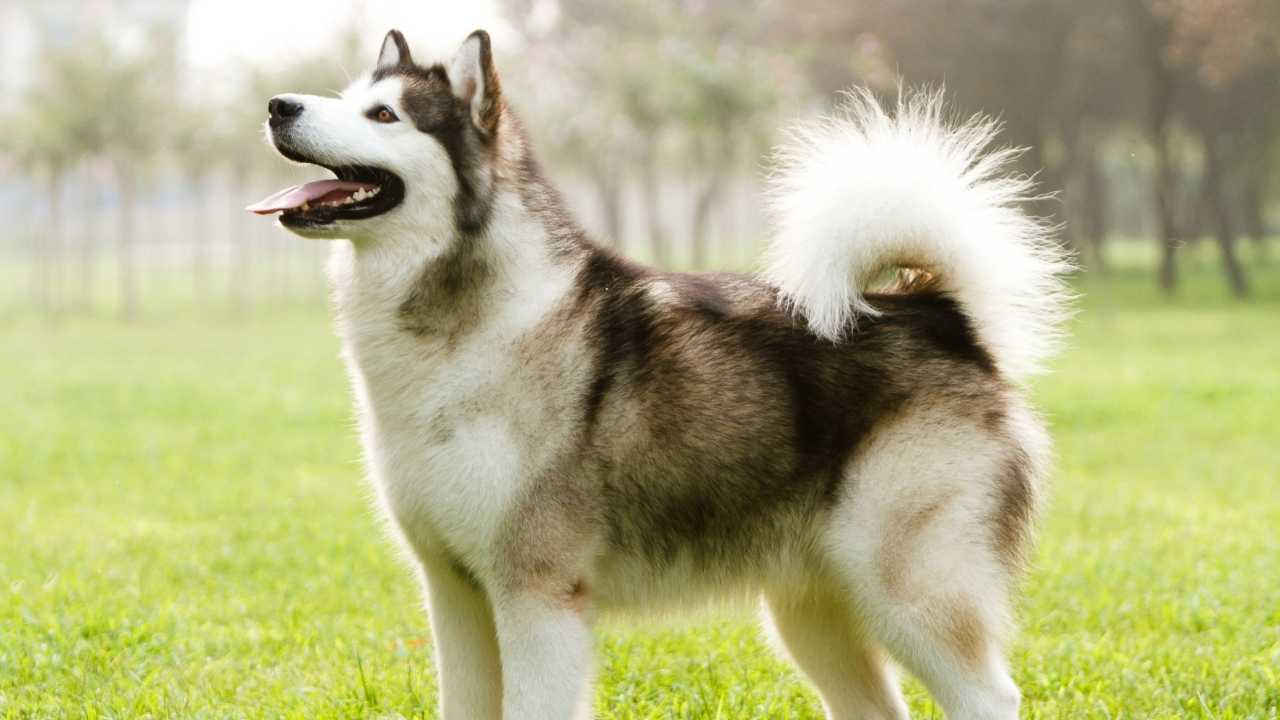 bir spitz köpek cinsi olan alaska kurdu