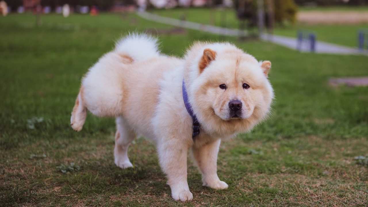 bir spitz köpek cinsi olan chow chow