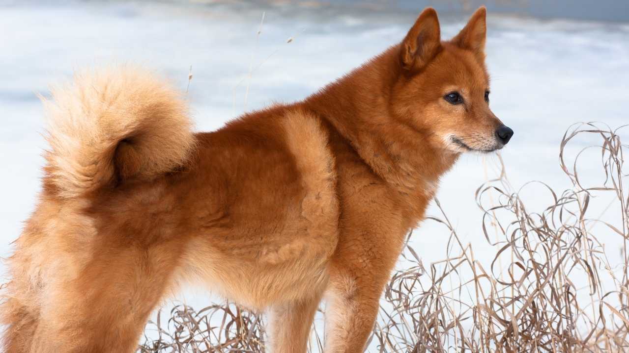 bir spitz köpek cinsi olan fin spitz