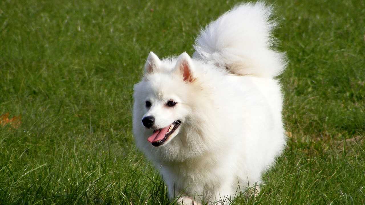 bir spitz köpek cinsi olan japon spitz