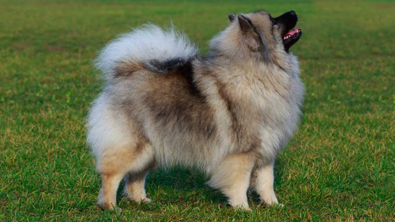 Keeshond köpek ırkı
