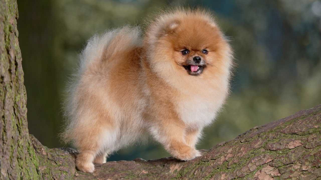 Pomeranian köpek ağaçta