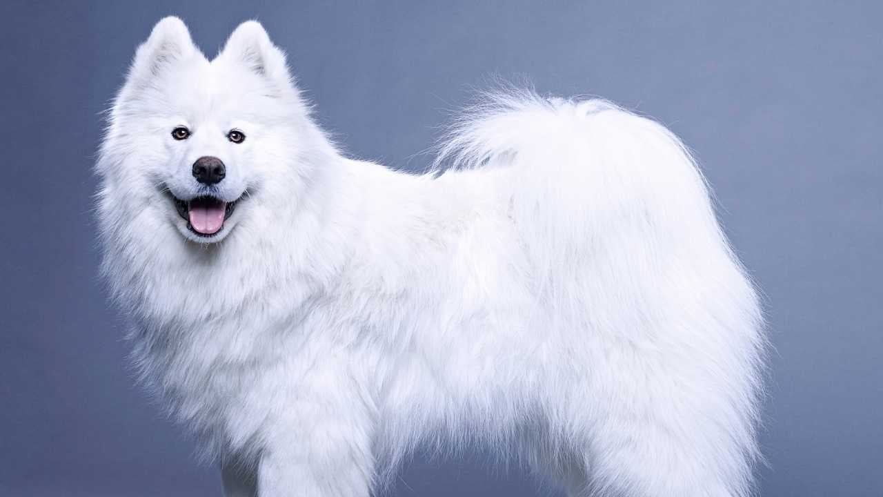 Samoyed yandan