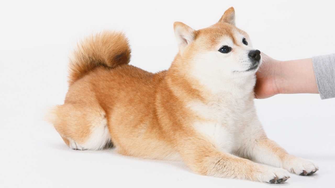 Shiba Inu
