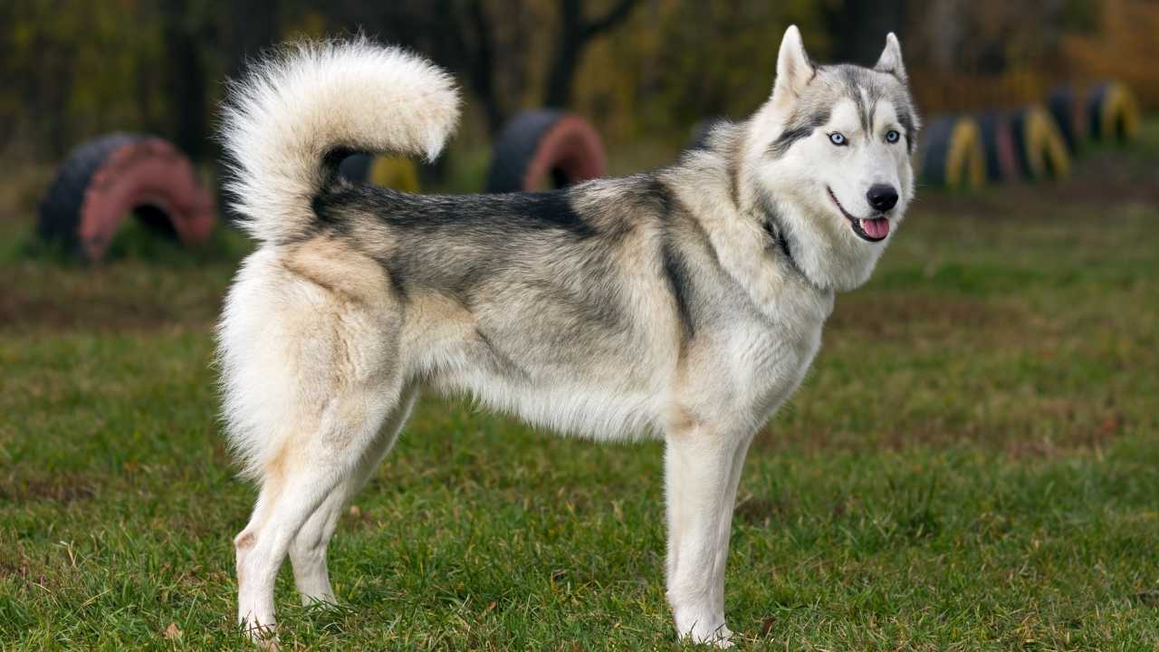 mavi gözlü Sibirya Kurdu (Husky)