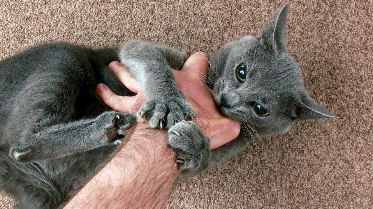 kedi, adamın eline sarılıyor