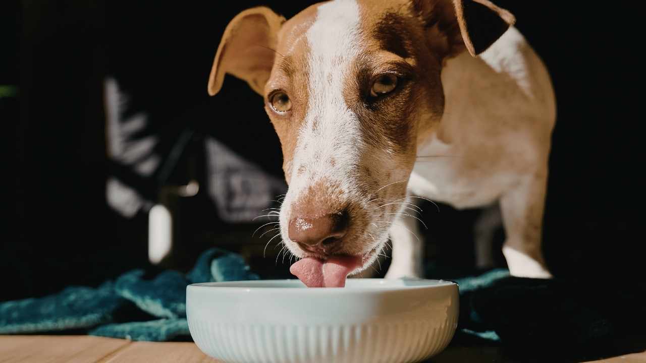 köpek yemek yiyor