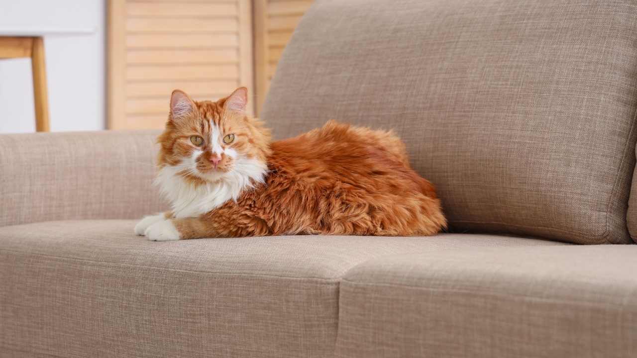 sarman güzel kedi