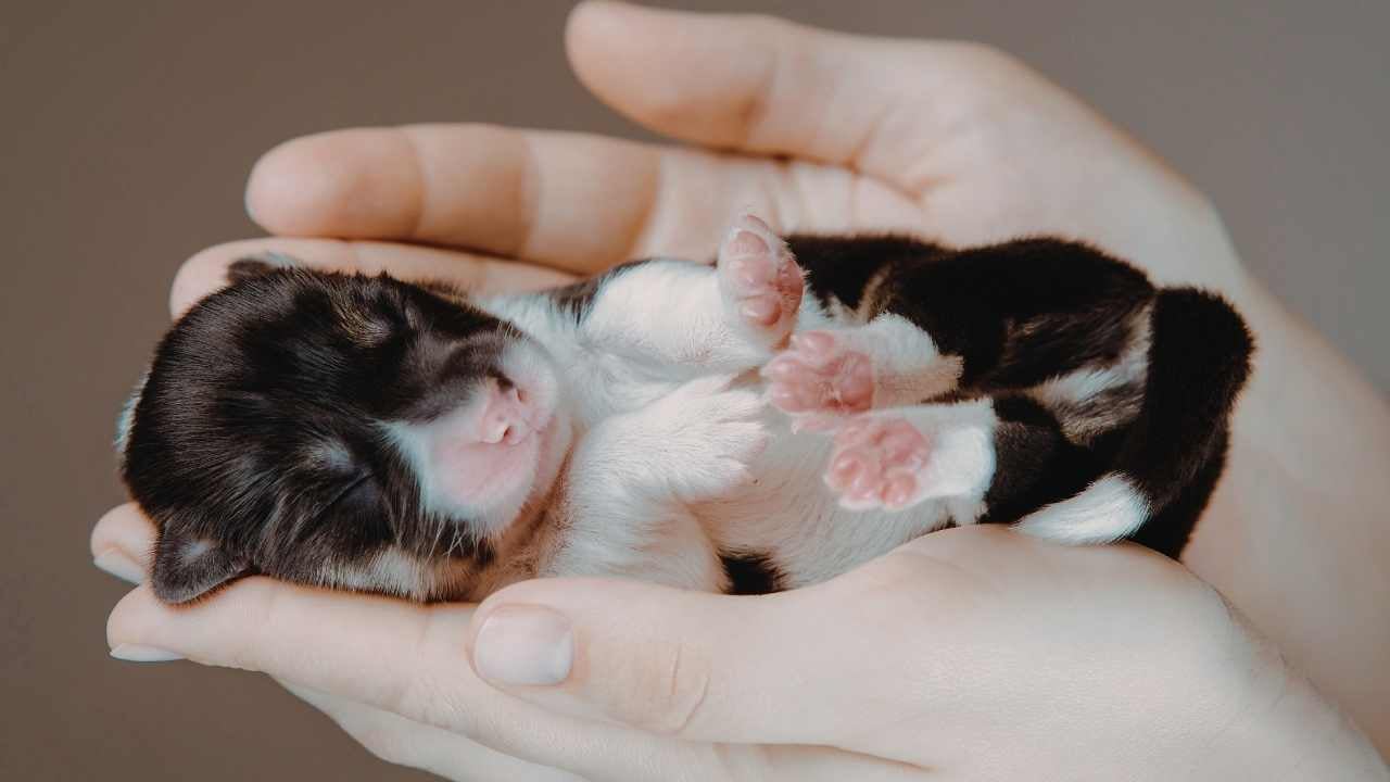 yeni doğmuş yavru köpek