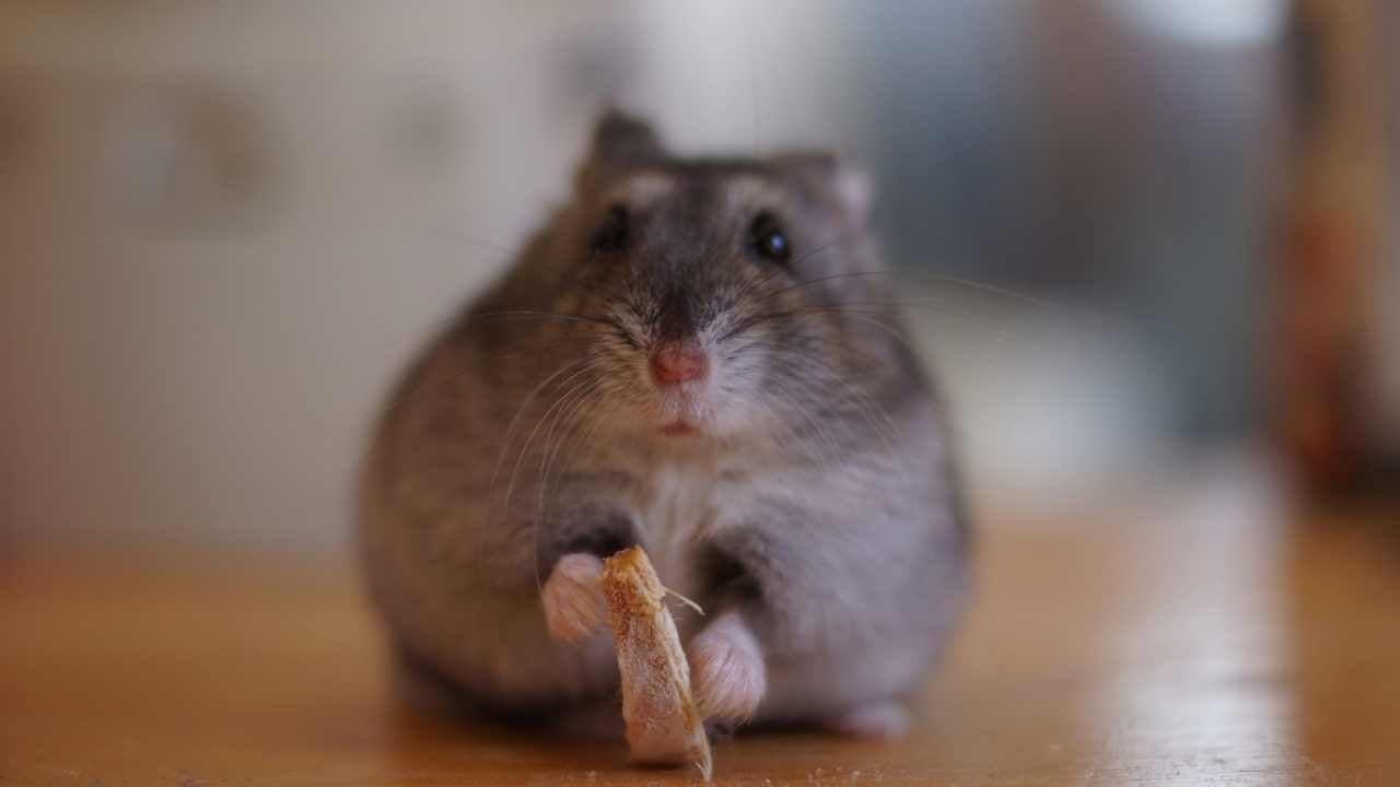 hamster yemek yiyor