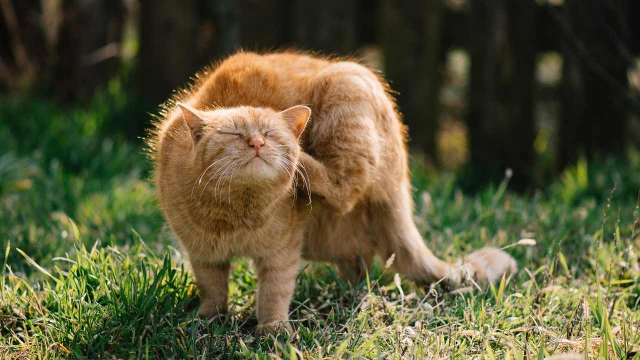 kaşınan sarı kedi
