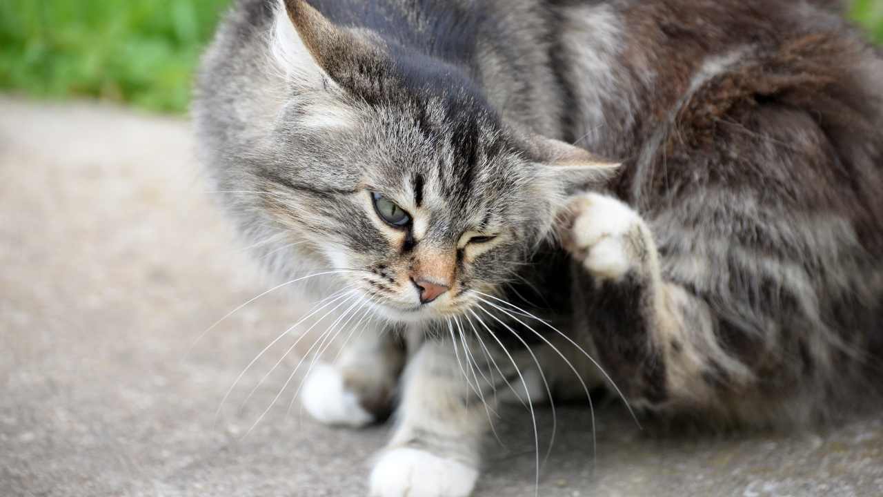 kaşınan tekir kedi