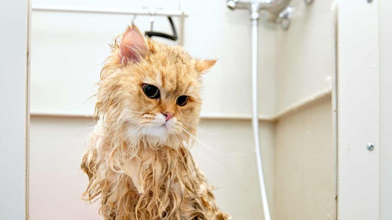 yıkanan sarı kedi