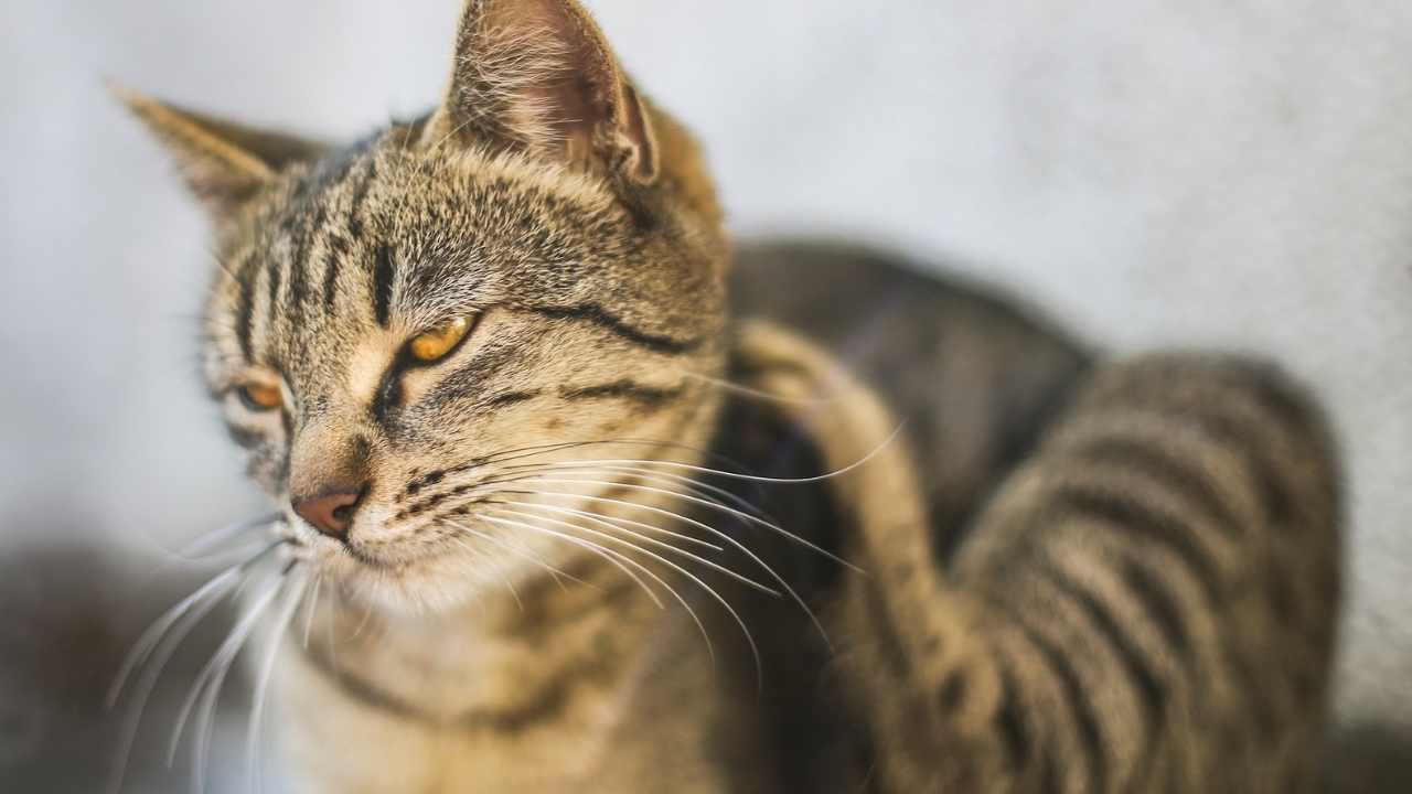 kaşınan kırçıllı tekir kedi