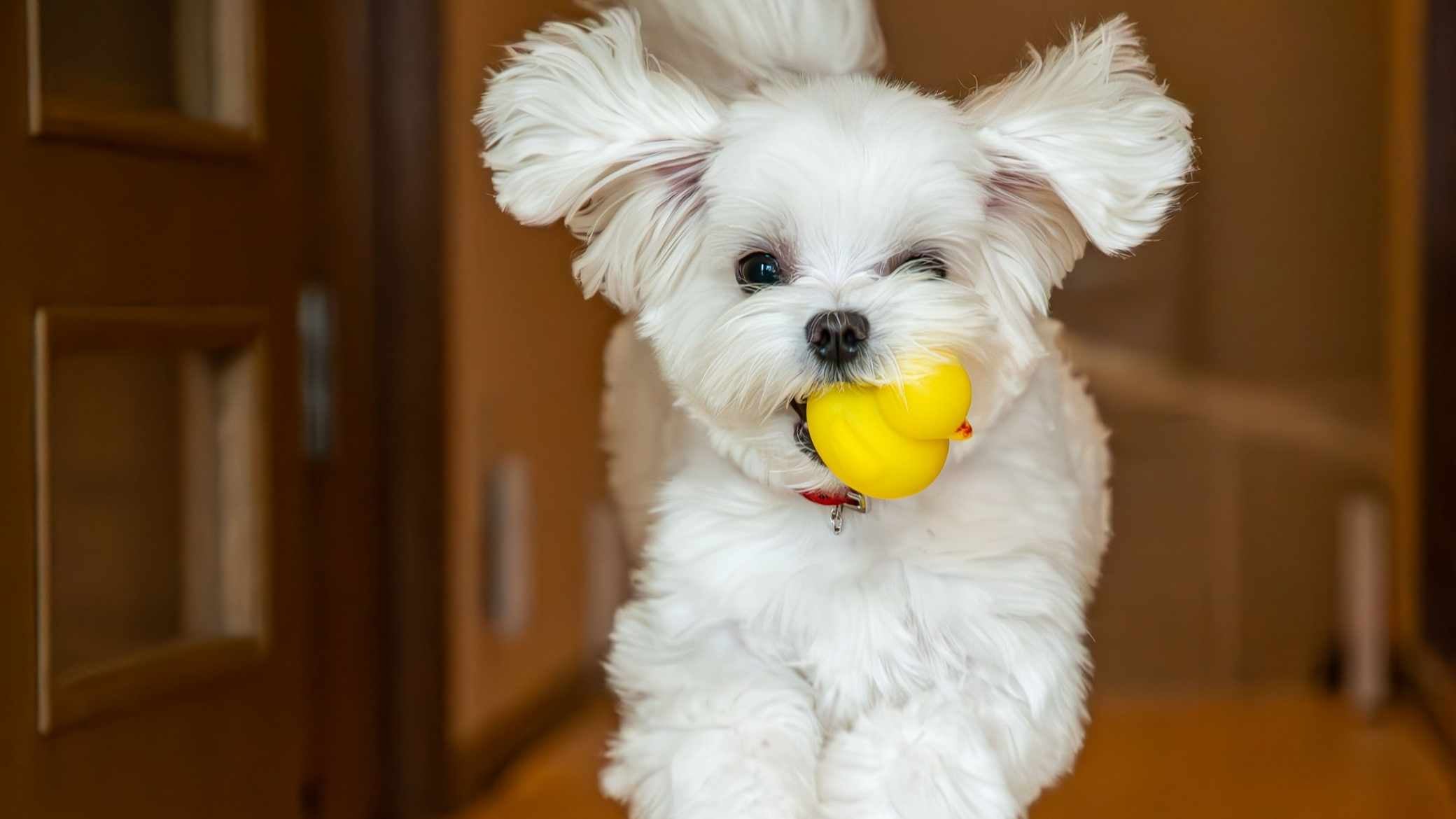 Maltese köpek cinsi