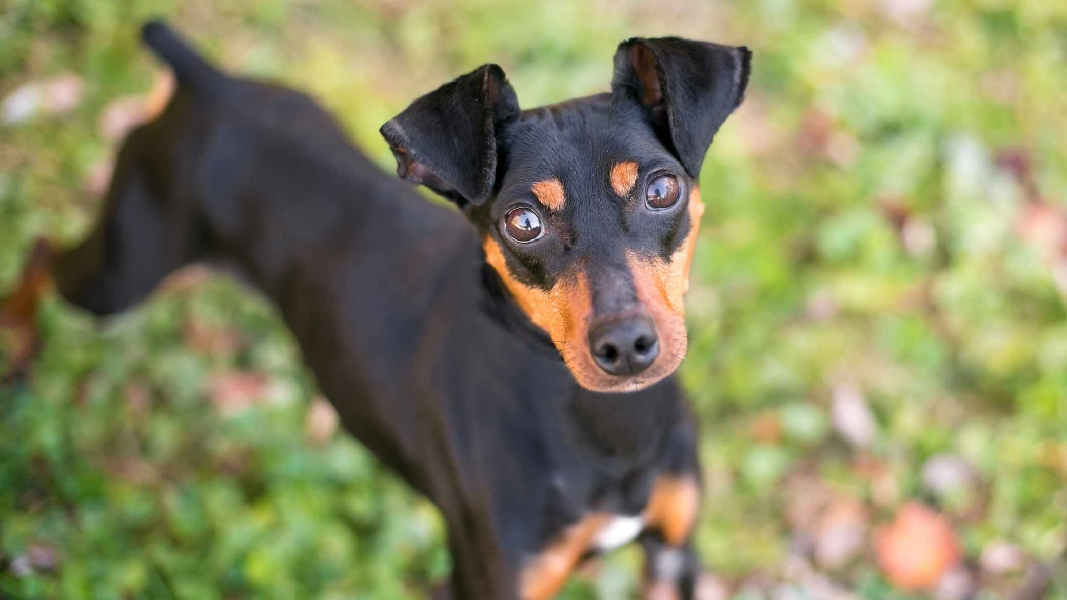 Manchester Terrier köpek