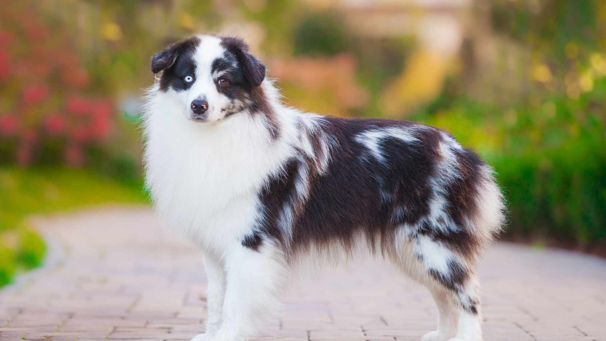 Minyatür Amerikan Çoban Köpeği