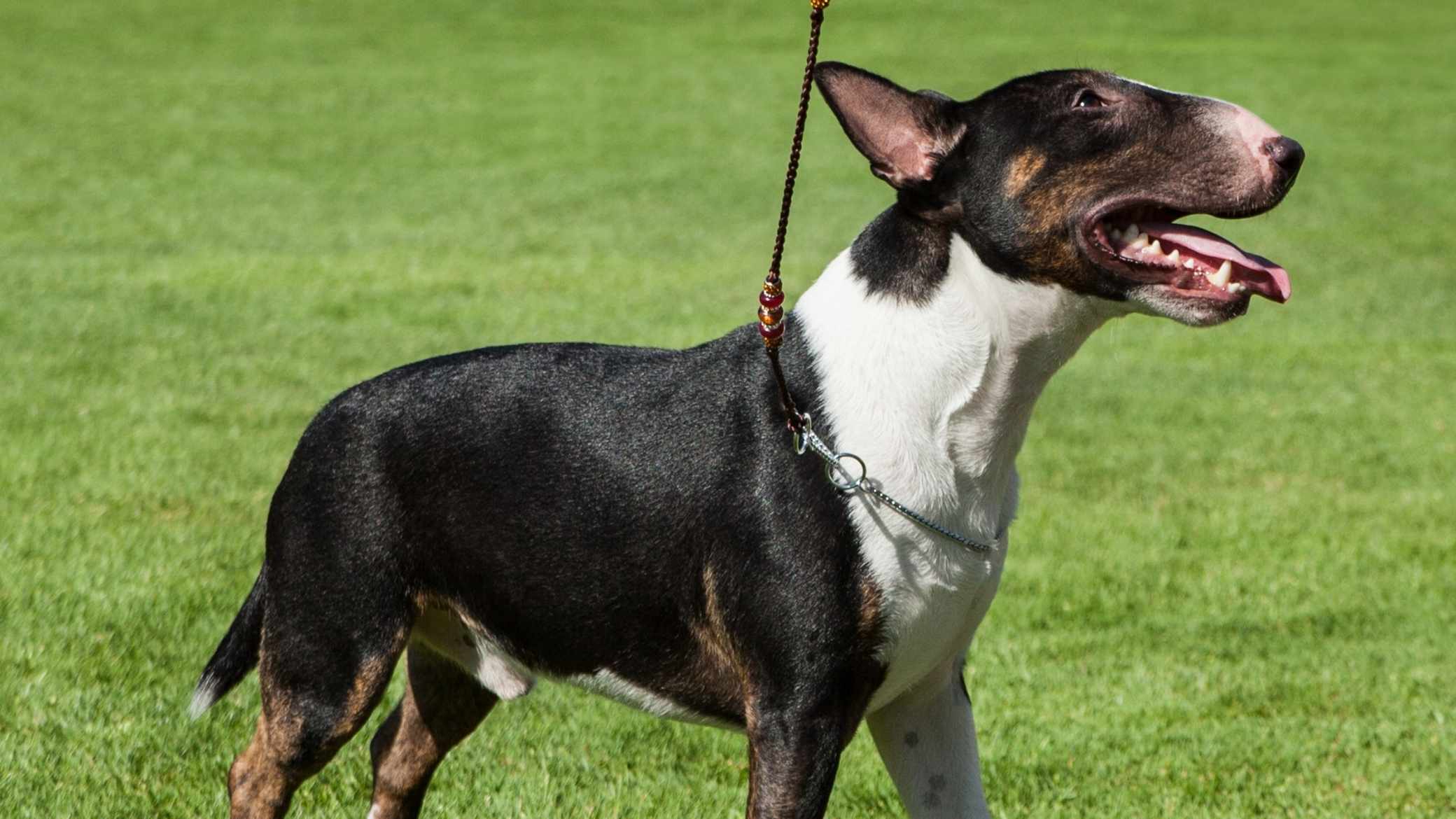 Minyatür Bull Terrier
