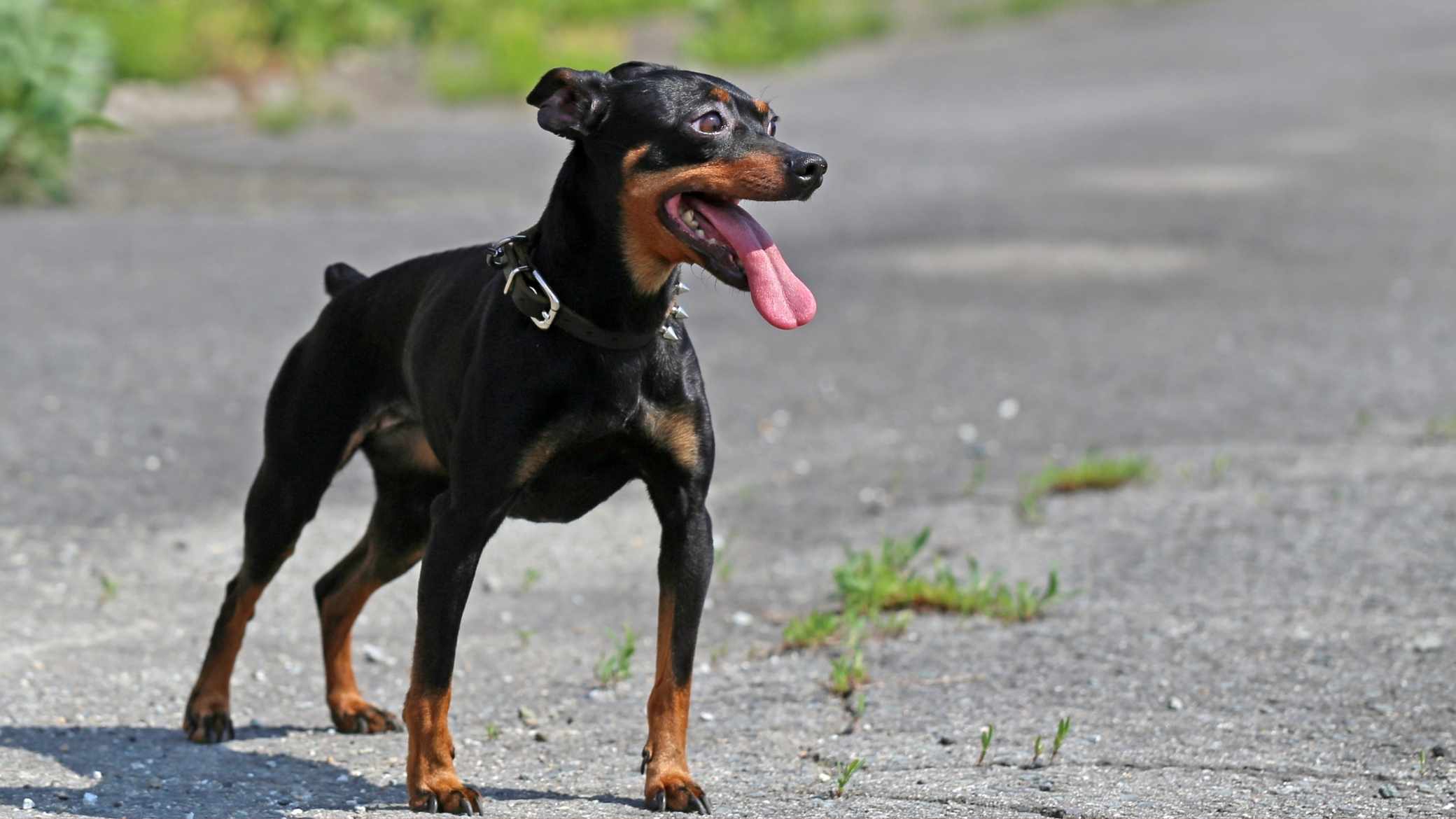 Minyatür Pinscher