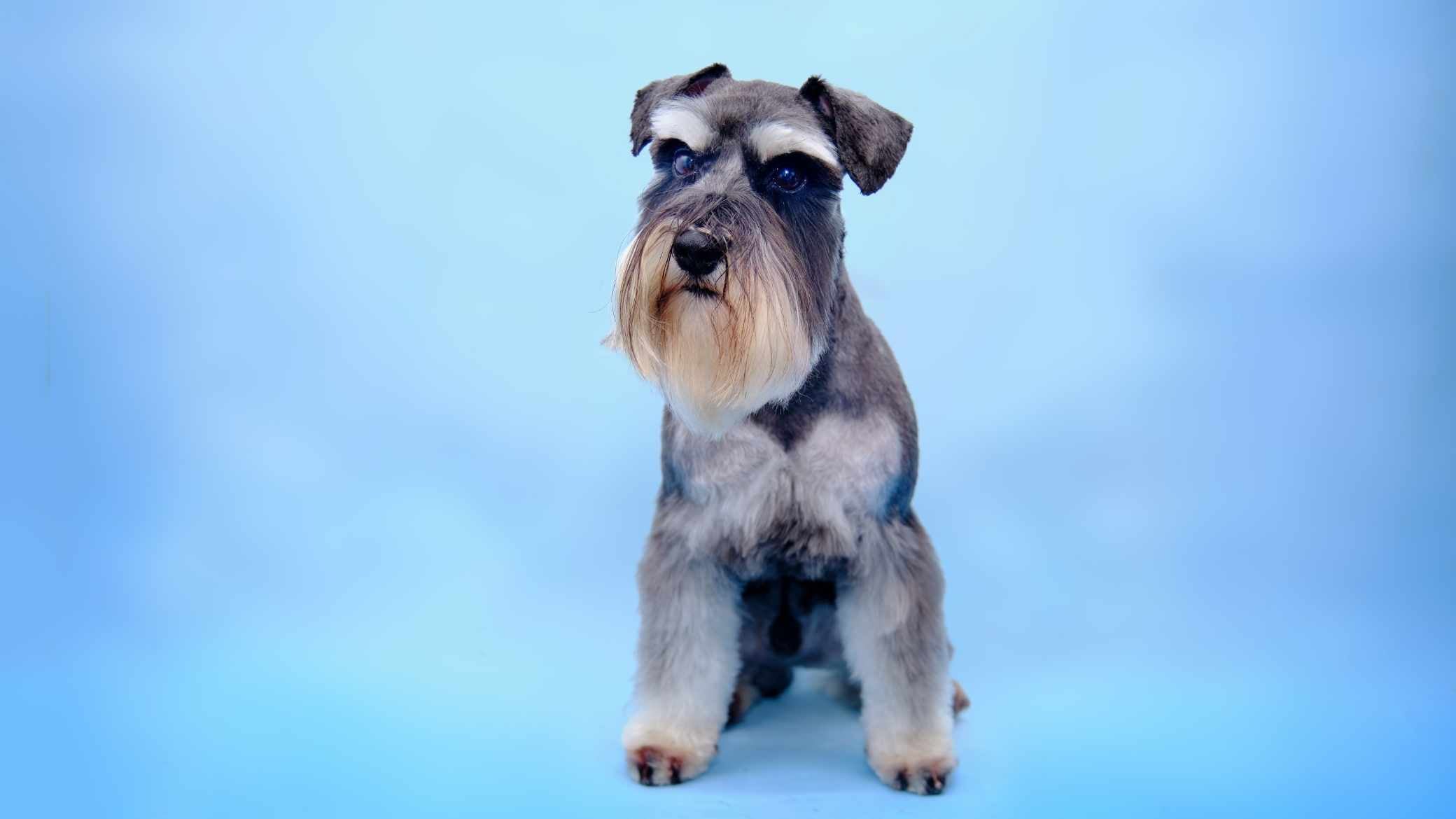 Minyatür Schnauzer