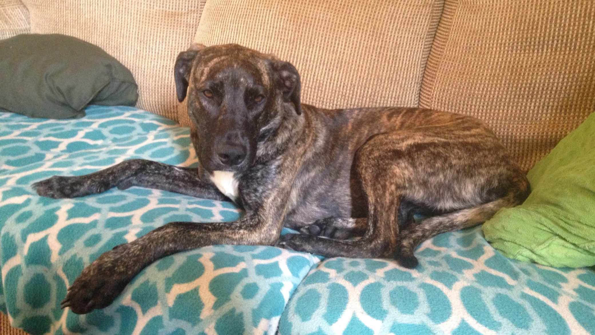 Mountain Cur köpek